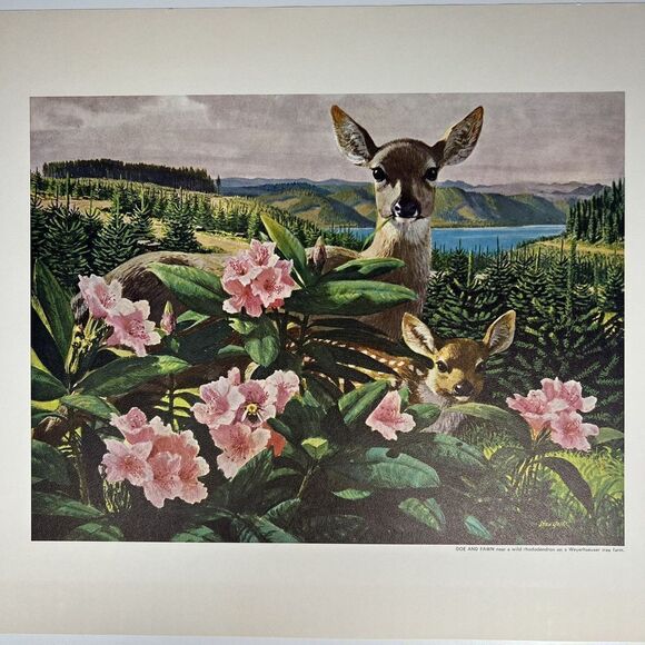 Doe and Fawn By Stan Galli Vintage Print Beautiful c. 1960 c/o Weyehaeuser Co. - Picture 2 of 4